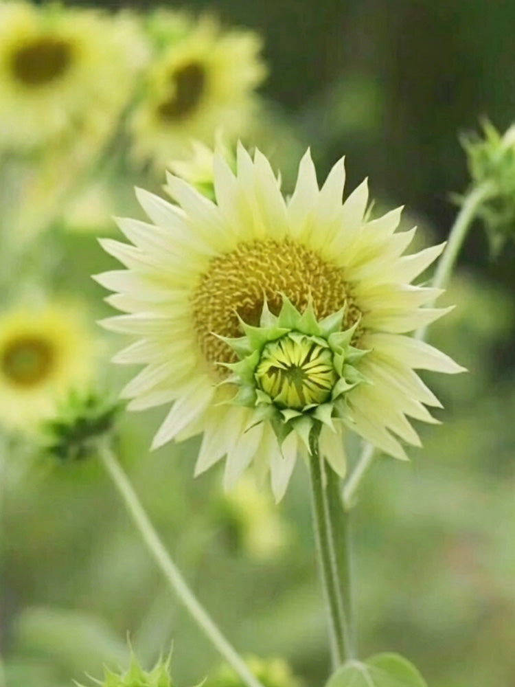 'Lotus Emergence' Sunflower