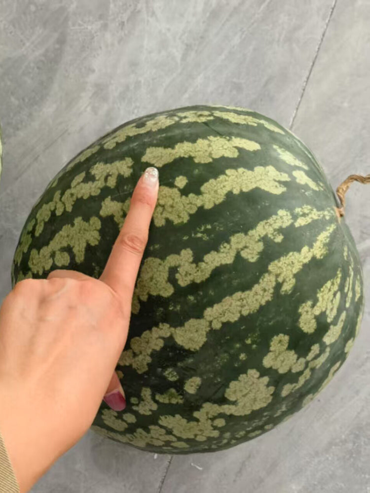 Ya Zong Winter Melon
