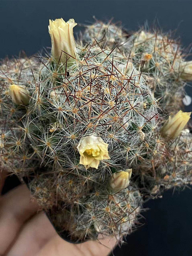 Mammillaria prolifera