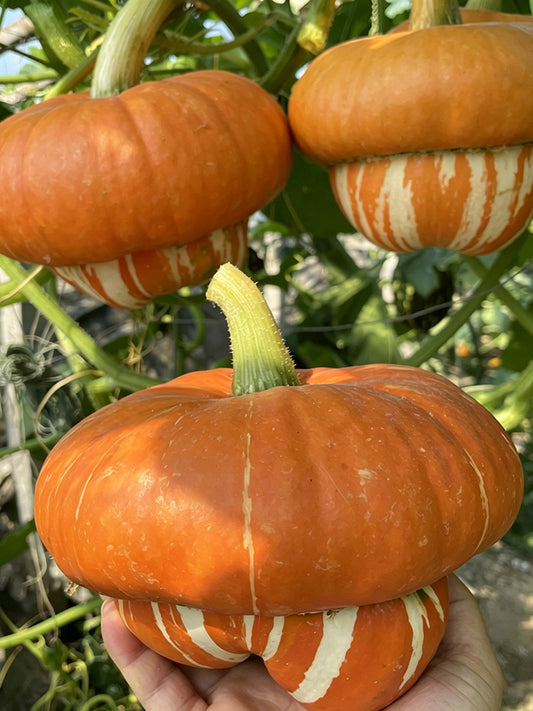Censer Squash