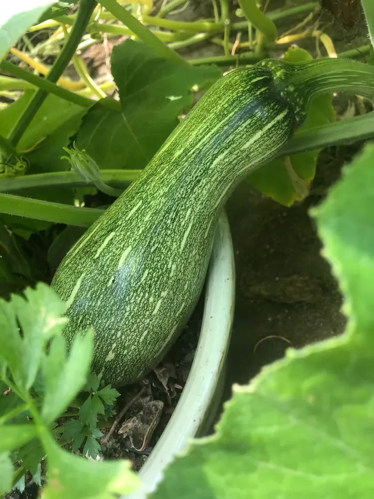 Zhengliang No.5 Pumpkin