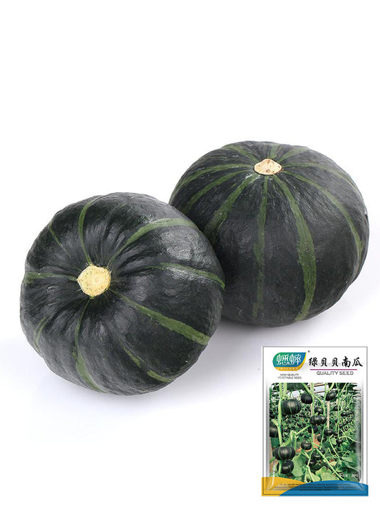 Green Beibei Pumpkins