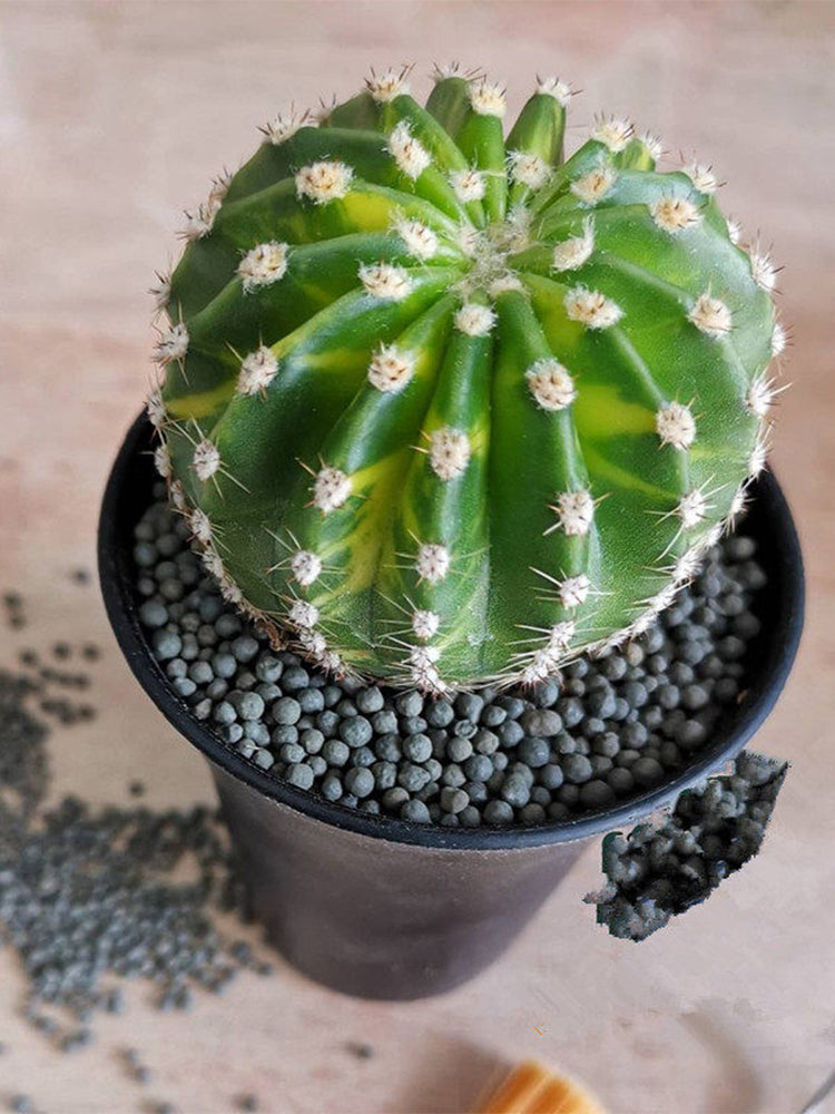 'World Map' Variegated Cactus