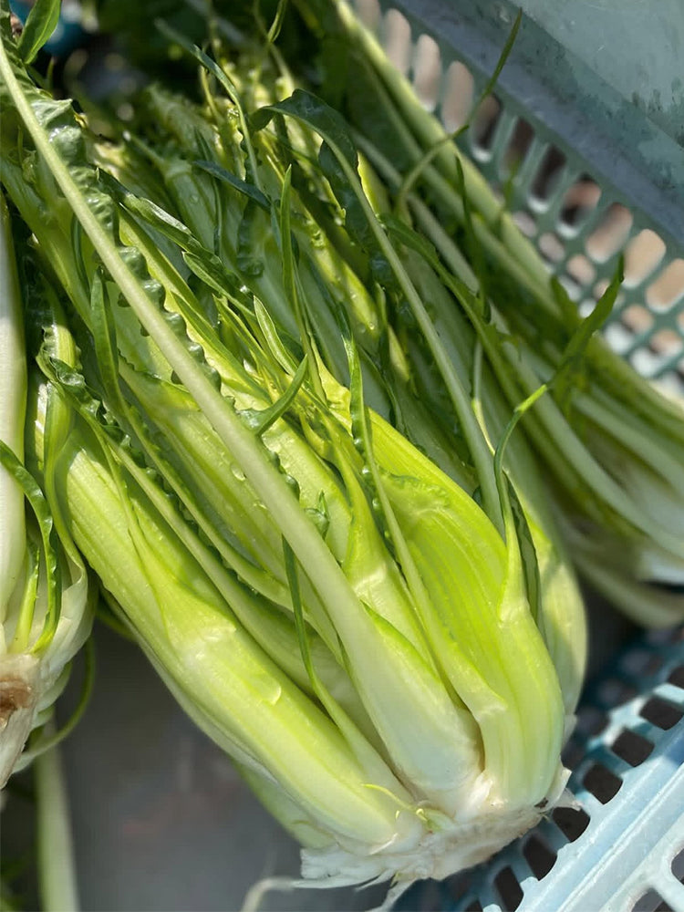 Puntarelle Chicory