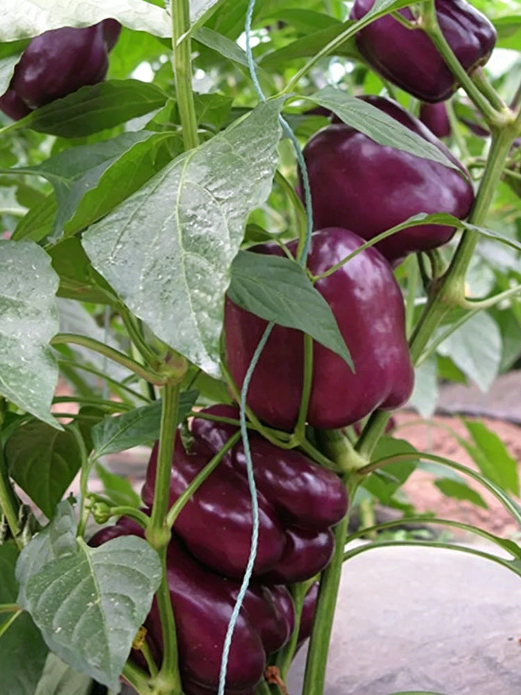 Shouhe Amethyst Sweet Pepper
