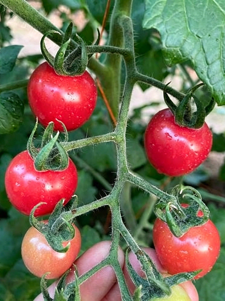 'Zhongying 2478' Cherry Tomato