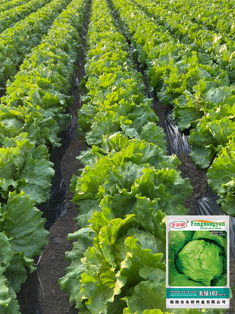 Meilü 103 Crisphead Lettuce