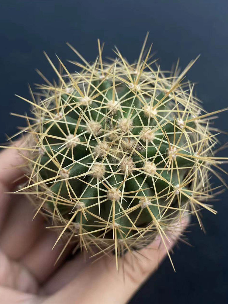 Ferocactus schwarzii