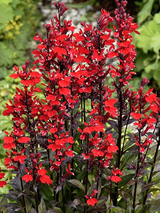 'Queen Victoria' Cardinal Flower