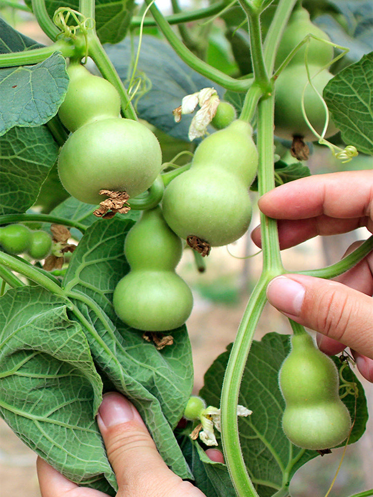 Hezhichun Mini Hand-twisted Gourd