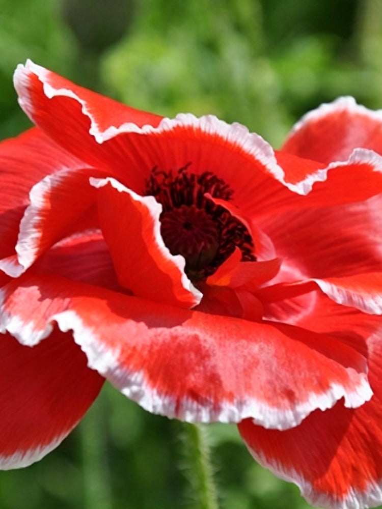Red with White Edge Corn Poppy