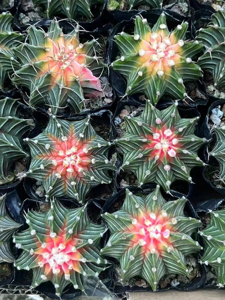Gymnocalycium stenopleurum 'Artificial Variegated'