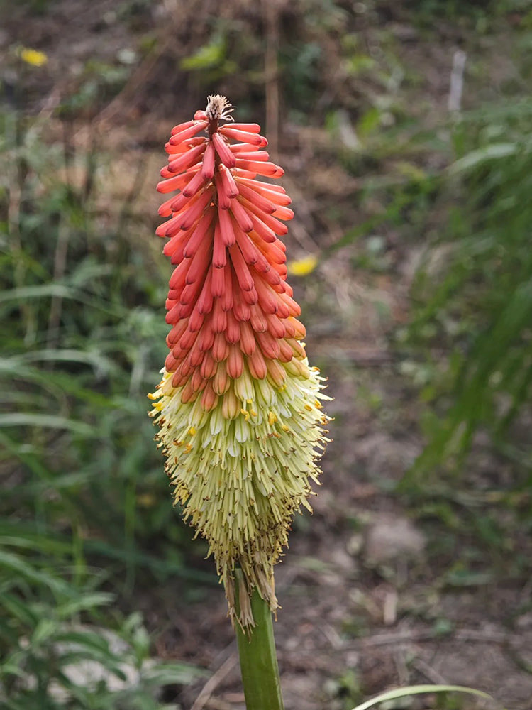 Torch Lily