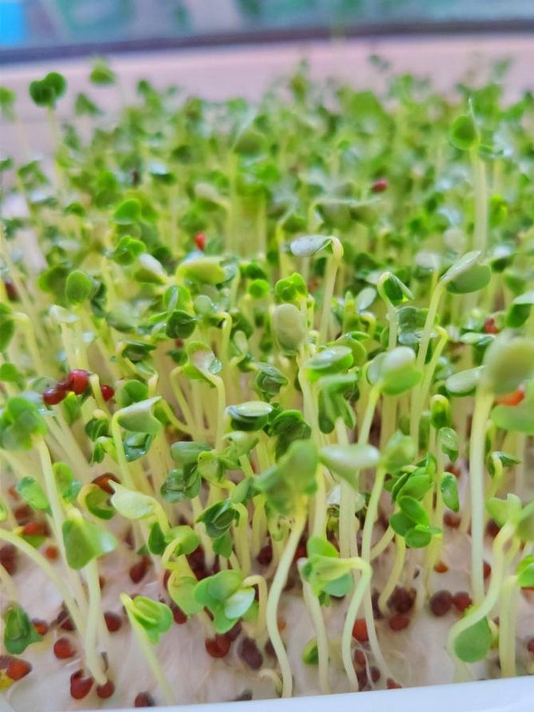 Broccoli Sprouting