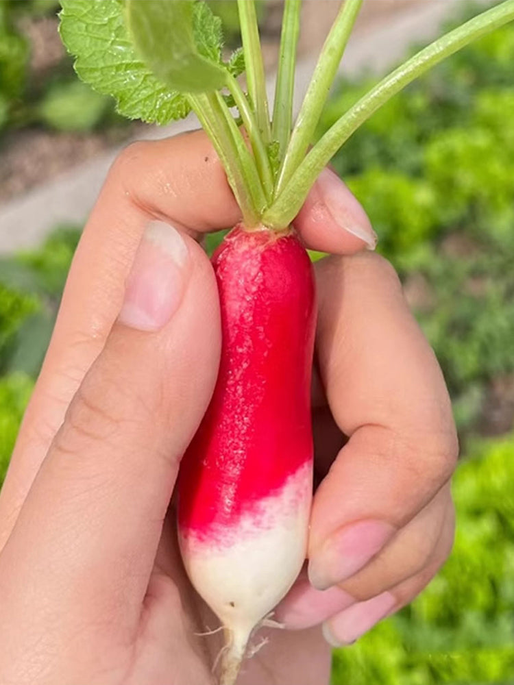 Thumb-sized Fruit Radish