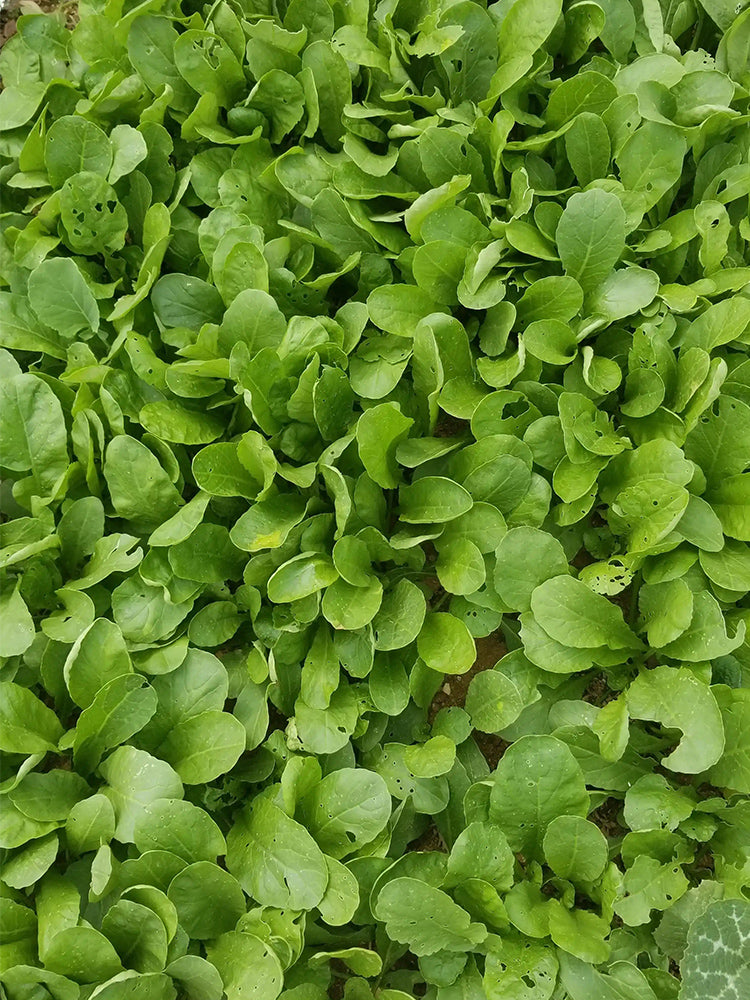 'Jiemei' Fast-Growing Radish Sprouts