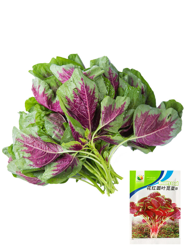 Red-Green Round-leaf Amaranth