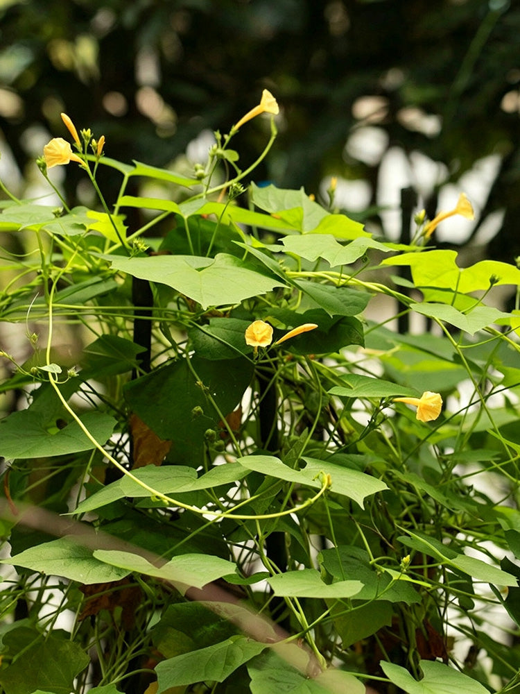 Yellow Little Cow Morning Glory