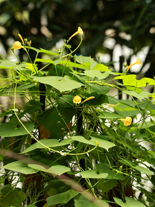 Yellow Little Cow Morning Glory