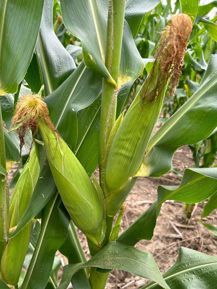 'Minuo 1157' F1 Yellow Waxy Corn