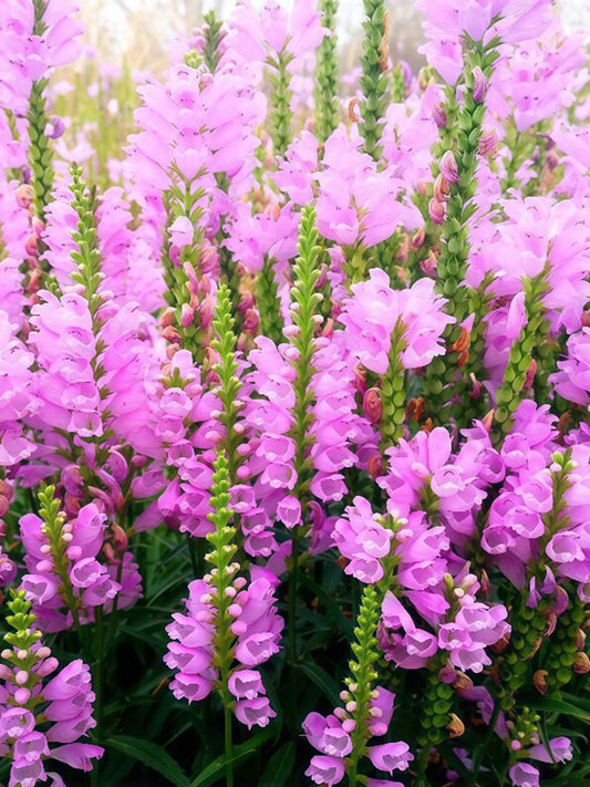 Pink Obedient Plant