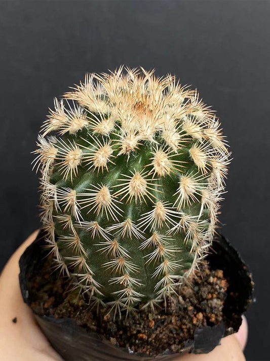 Echinocereus melanocentrus