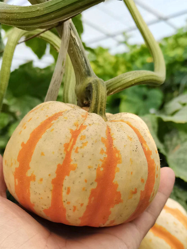 Yellow Beibei Pumpkins