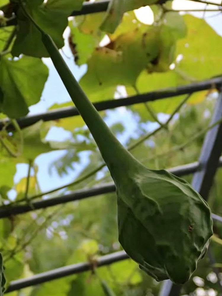 Crane Head Gourd