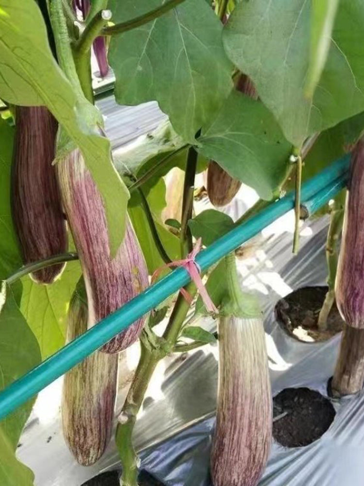 'Yu Zhusiqie 881' Hybrid Eggplant