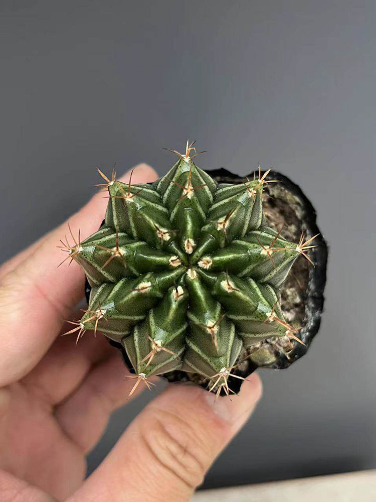 Gymnocalycium mihanovichii var. filadelfiense