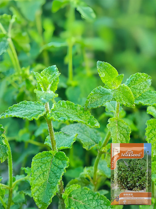 Strawberry Mint