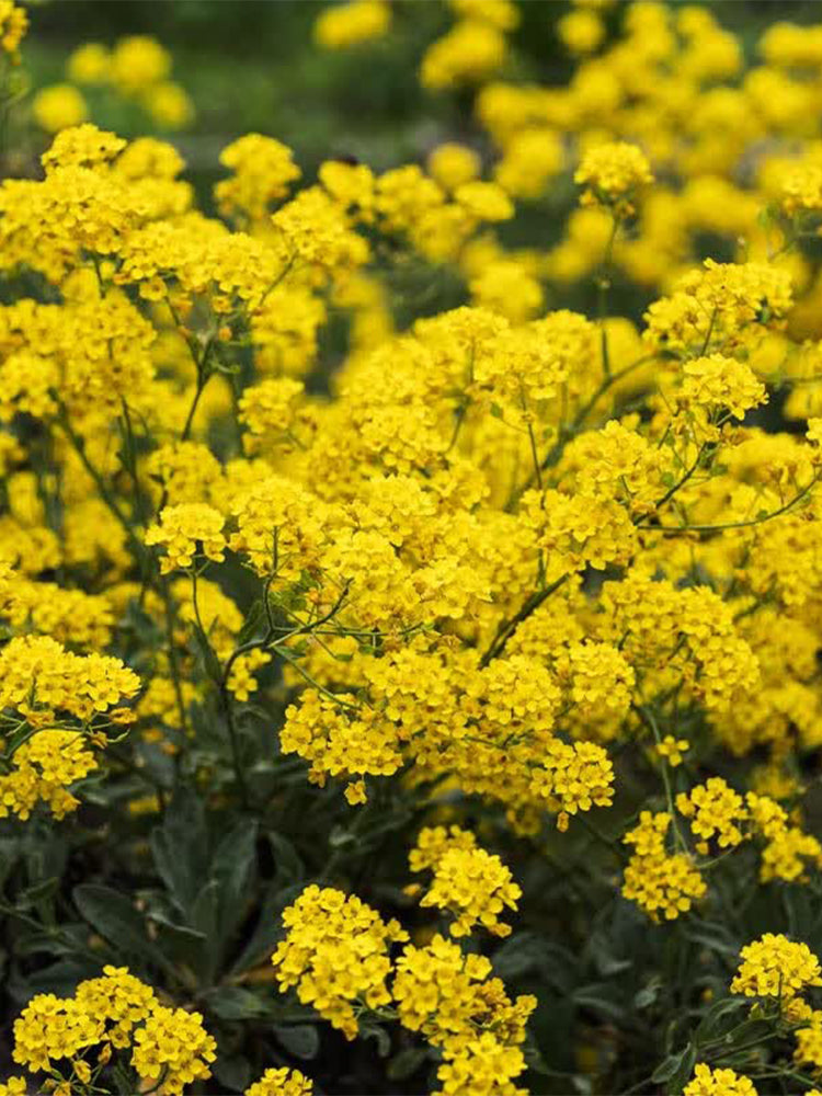 Mountain Alyssum