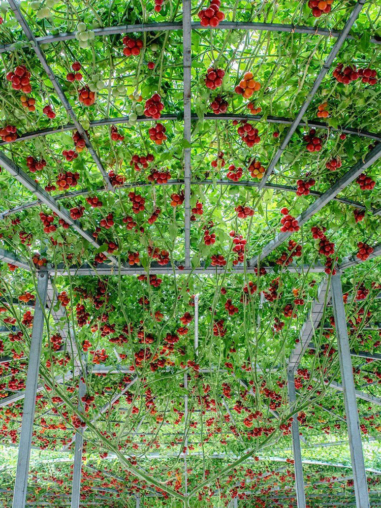 Shouguang Tomato Tree