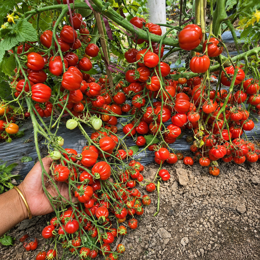 115 Cherry Accordion Tomato