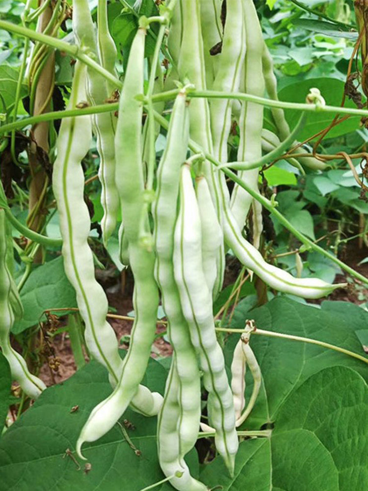 Baibulao White Kidney Beans