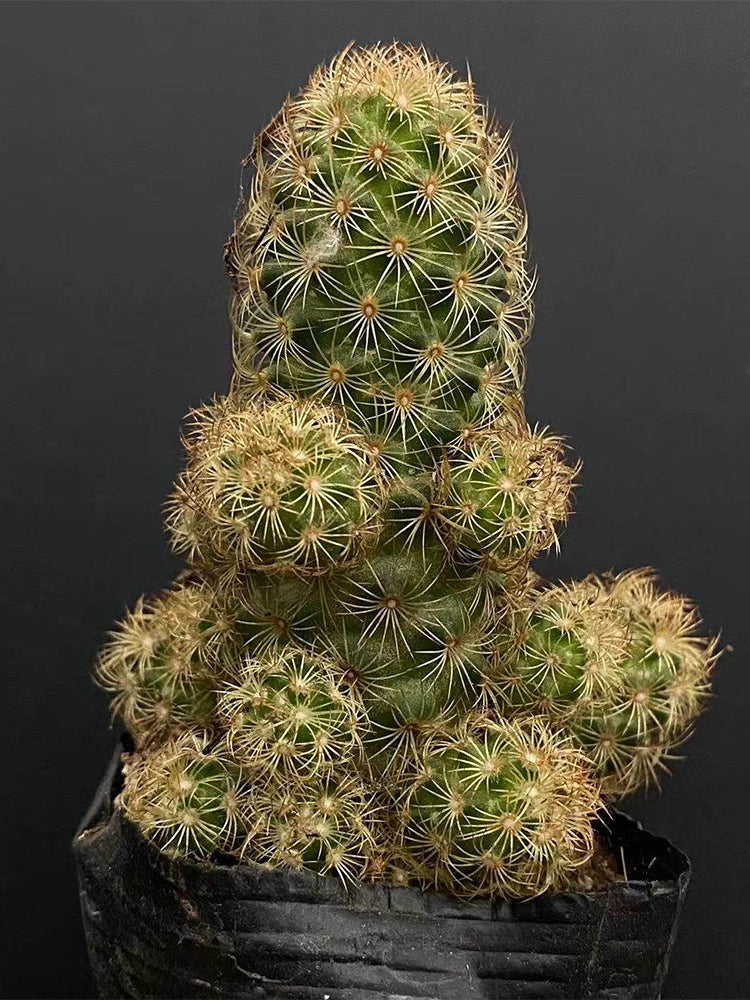 Mammillaria gracilis