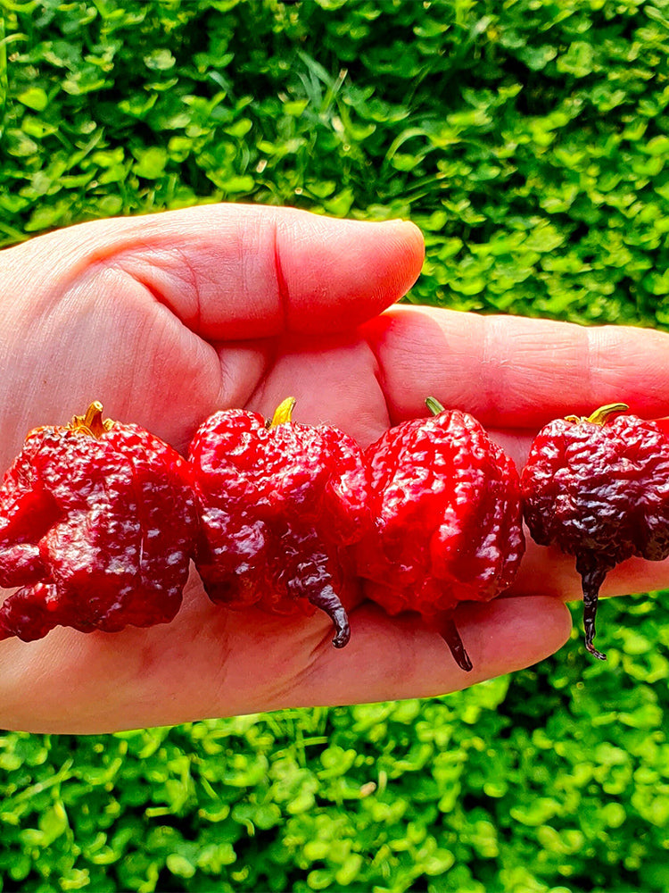Purple Gator Jigsaw Ghost Pepper