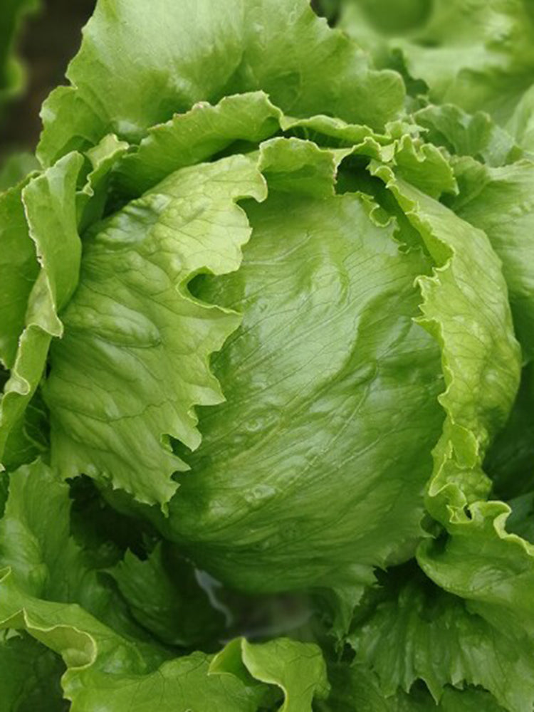 Meilü 103 Crisphead Lettuce