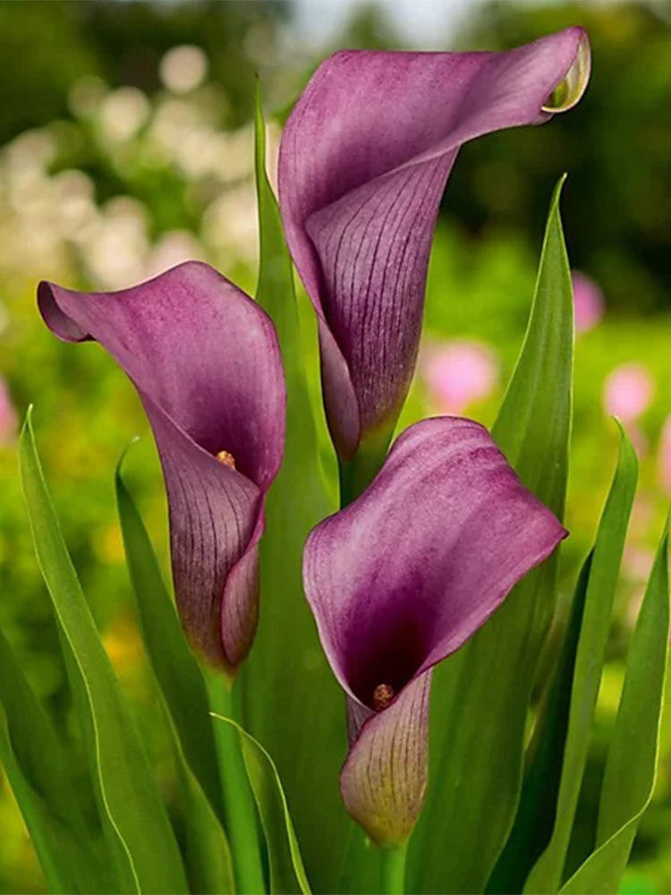 'Paco' Calla Lily