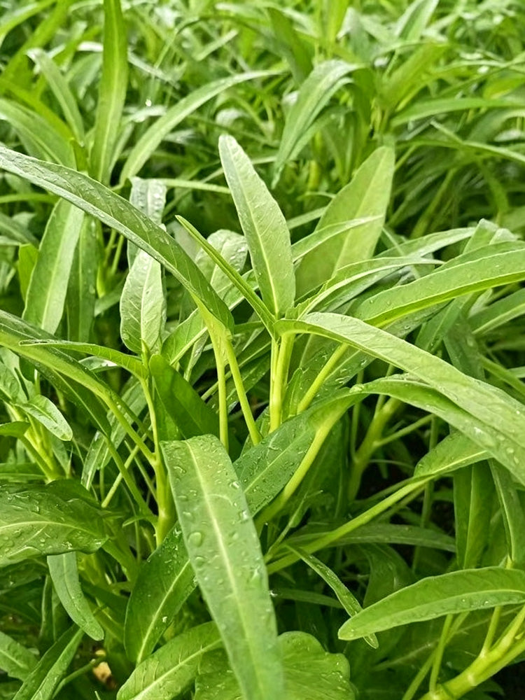 Jiemei New Green Willow Leaf Water Spinach