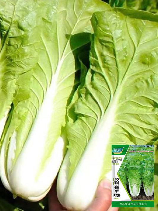 Fast Growing Pak Choi