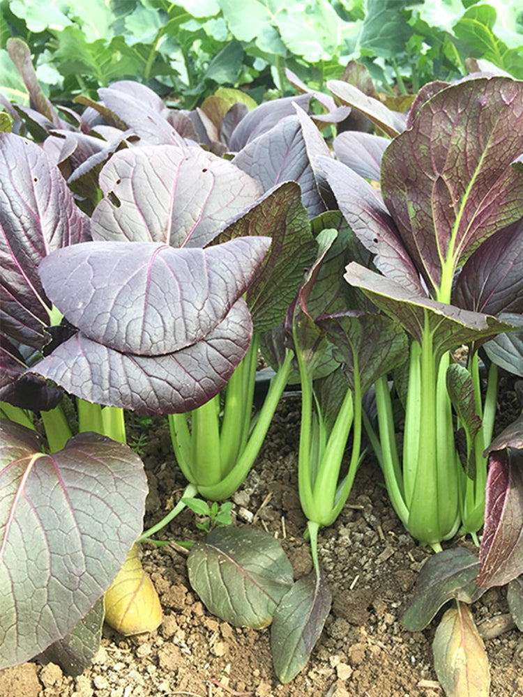 Purple Bok Choy