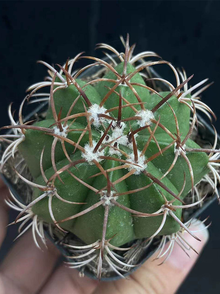Melocactus matanzanus