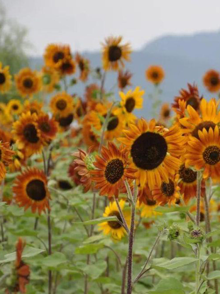 HEL10 Mixed Color Sunflower