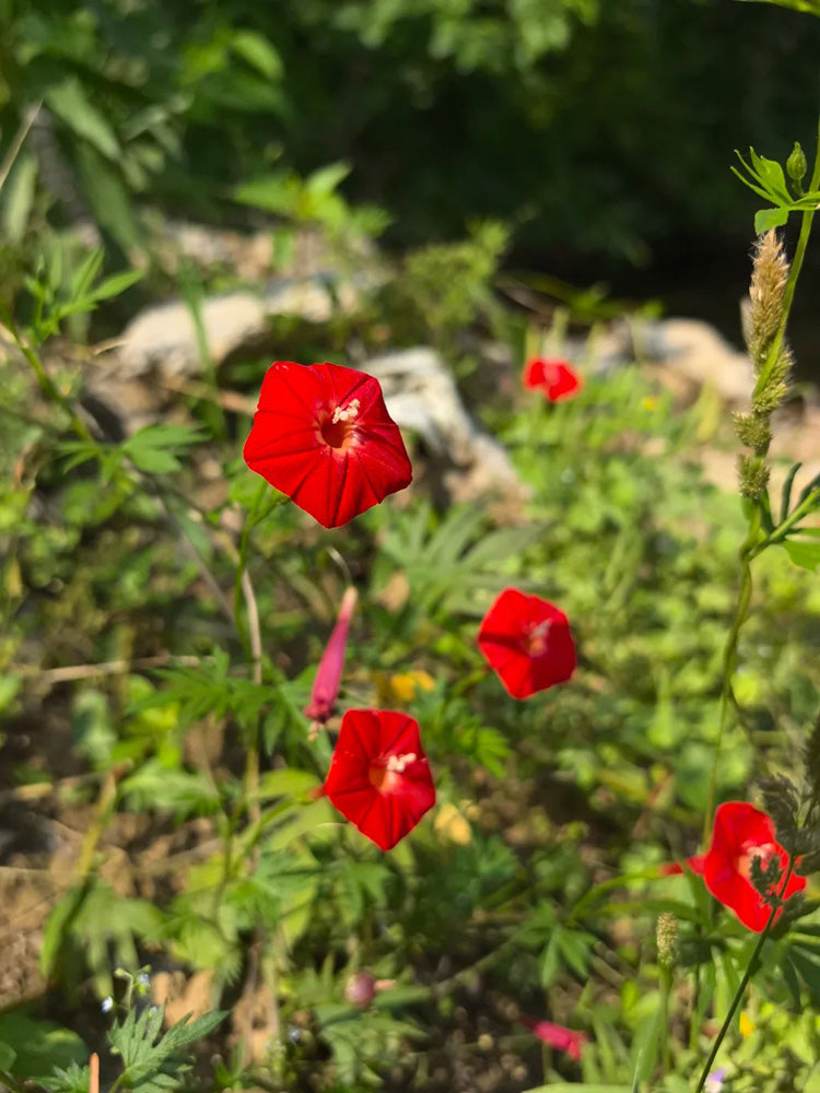 Red Maple Leaf Cypress Vine