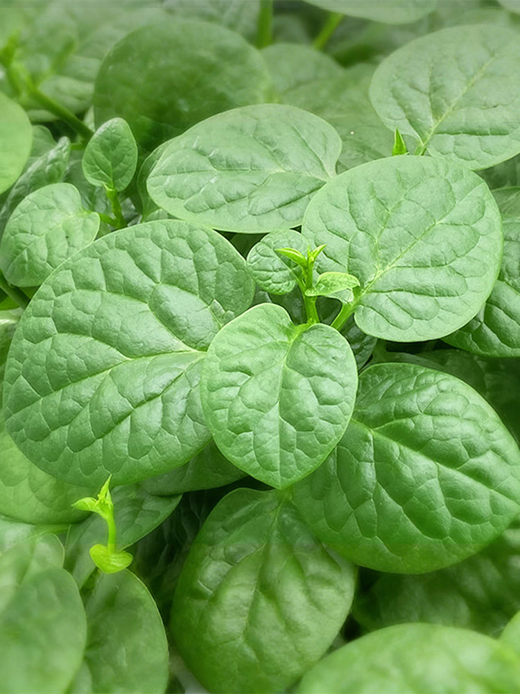 'Nongdianzan' Creamy Malabar Spinach
