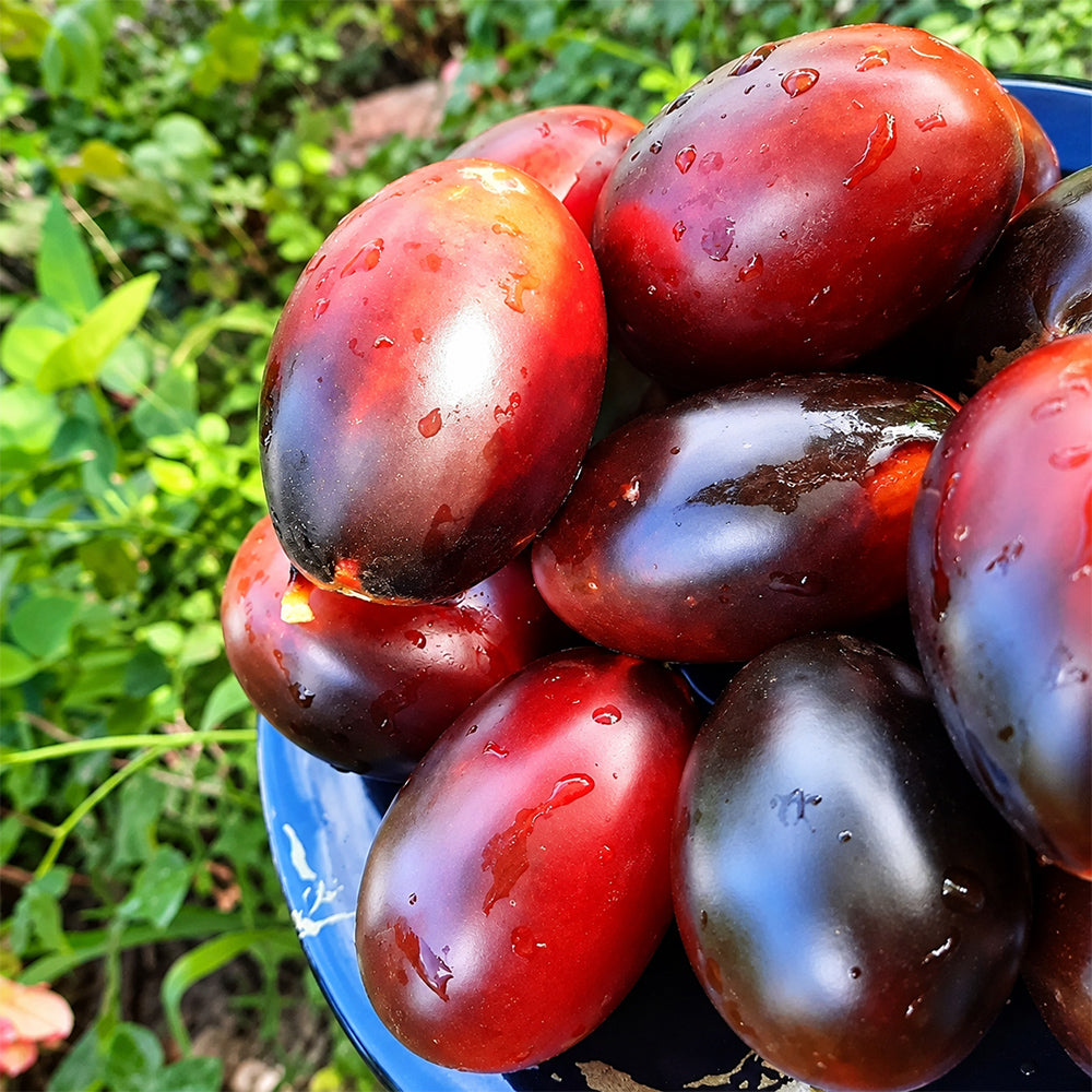270 Deep Purple F4 Tomato