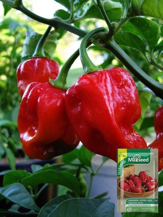 Red Habanero Pepper