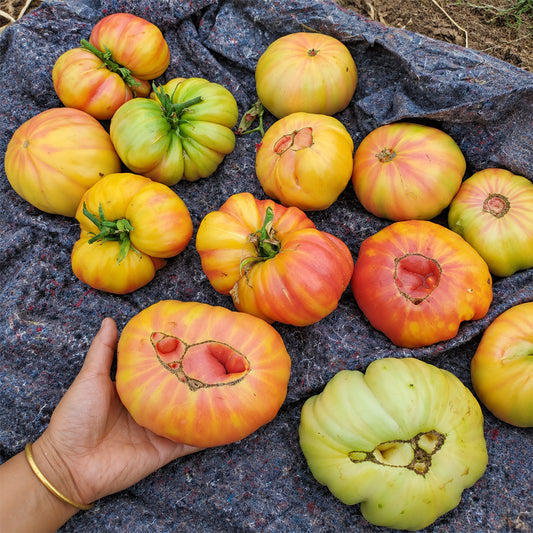 142 Jason 18/1 Striped Tomato