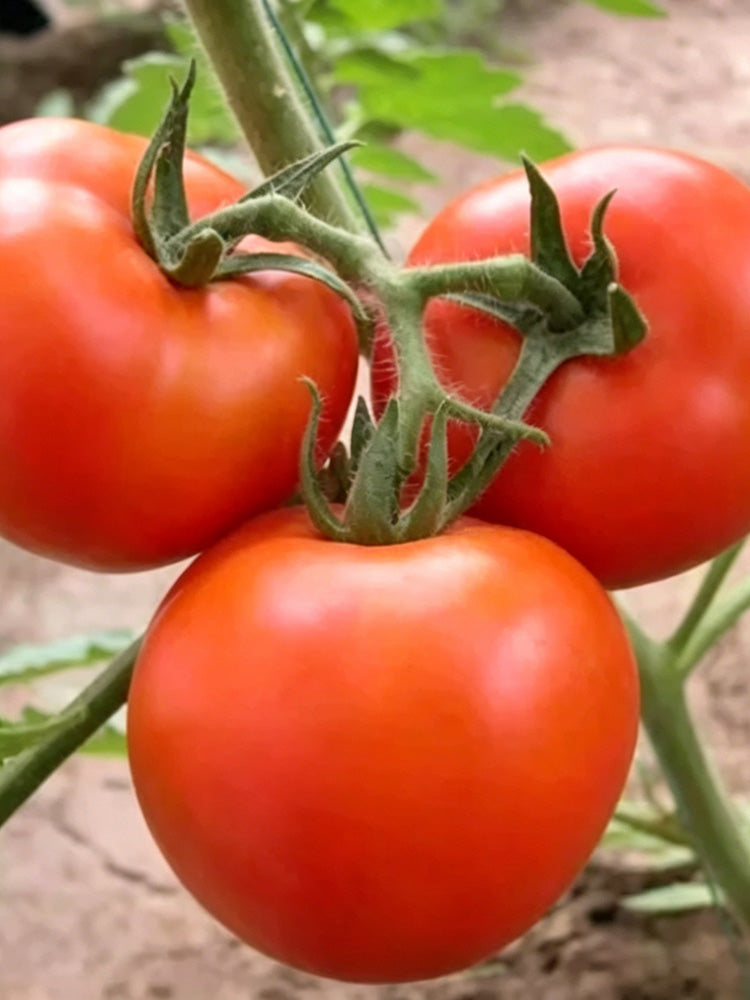 Venice F1-199 Tomato